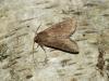 Apamea lateritia